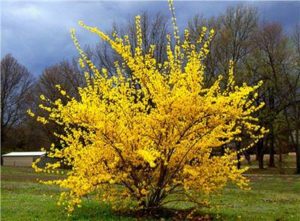 Read more about the article Be a forsythia.